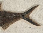 Diplomystus Fish Fossil - Wyoming #15126-3